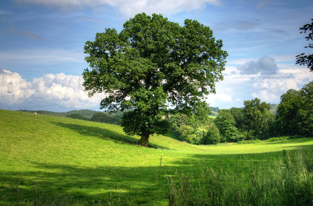 treebase.png